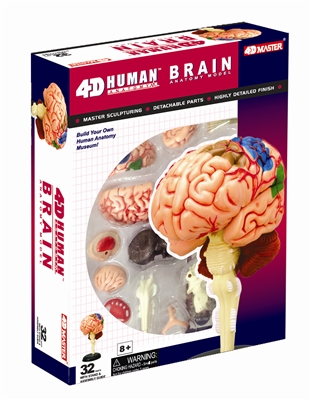 4D Vision Human Brain Anatomy