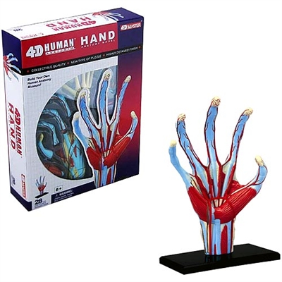 4D Vision Human Hand Anatomy Model