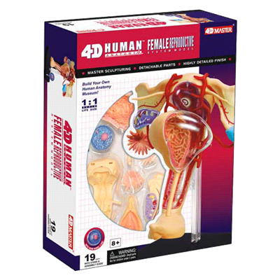 4D Vision Human Female Reproductive Anatomy Model