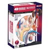 4D Vision Human Male Reproductive Anatomy Model