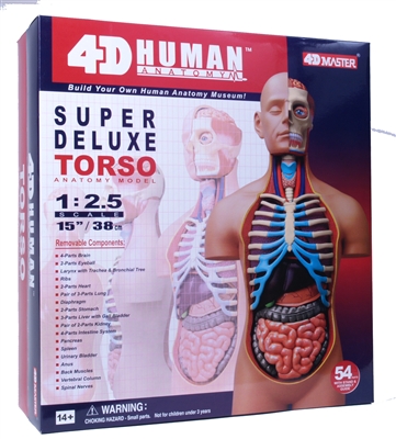4D Vision Deluxe Human Anatomy Torso Model