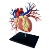 4D Vision Deluxe Human Heart Anatomy Model (Life-Size)
