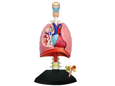 4D Vision Human Respiratory System Anatomy Model