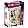 4D Vision Half Cleared Body Human Anatomy Model