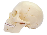 4D Vision Exploded Human Skull Anatomy Model