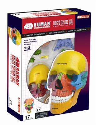 4D Vision Didactic Exploded Human Skull Anatomy Model
