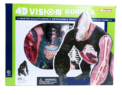 4D Vision Gorilla Anatomy Model