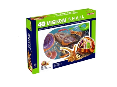 4D Vision Snail Anatomy Model