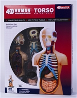 4D Vision Human Anatomy Torso Model