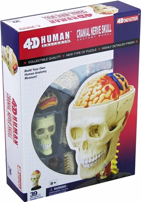 4D Vision Cranial Nerve Skull Anatomy Model