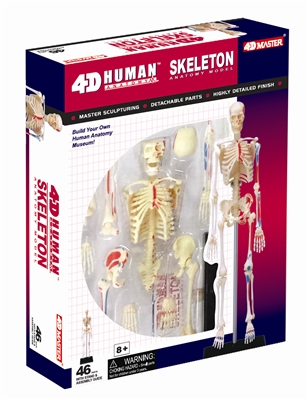 4D Vision Human Skeleton Anatomy Model