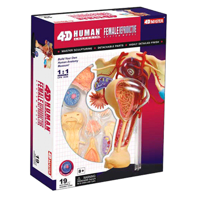 4D Vision Human Female Reproductive Anatomy Model