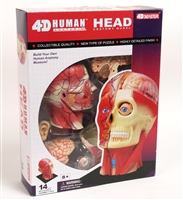 4D Vision Human Head Anatomy Model