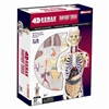 4D Vision Transparent Torso Human Anatomy Model