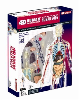 4D Vision 13" Transparent Human Anatomy Model