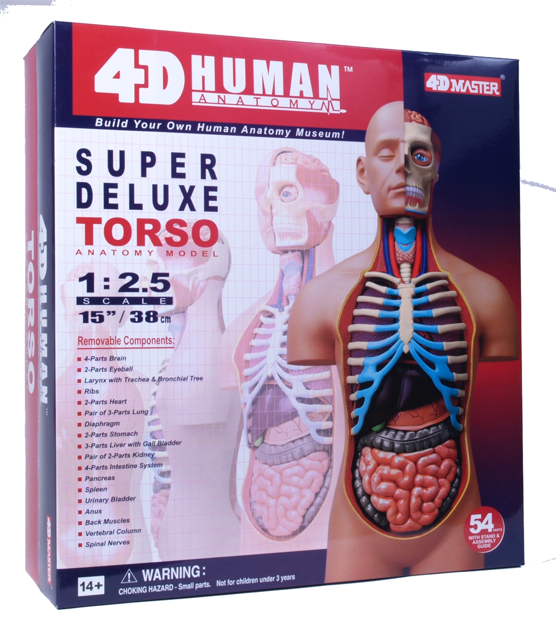 4d Vision Deluxe Human Anatomy Torso Model