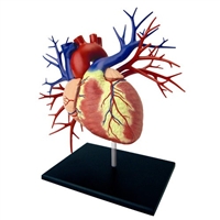 4D Vision Deluxe Human Heart Anatomy Model (Life-Size)