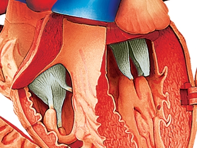 4D Vision Deluxe Human Heart Anatomy Model (Life-Size)
