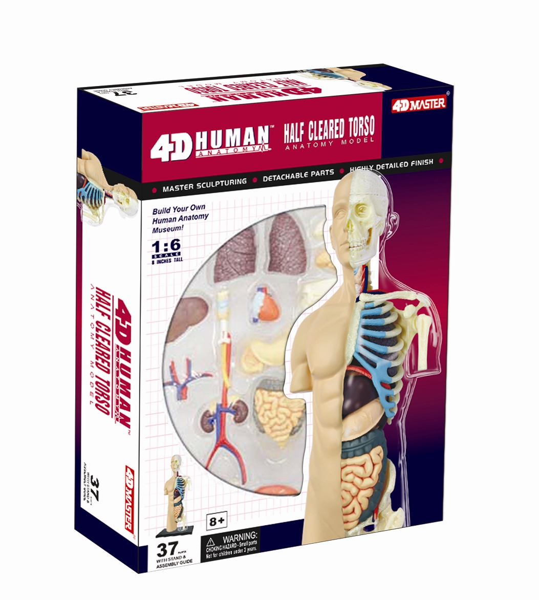 4D  HUMAN シリーズ 26083-2.jpg?v-cache=1410266356