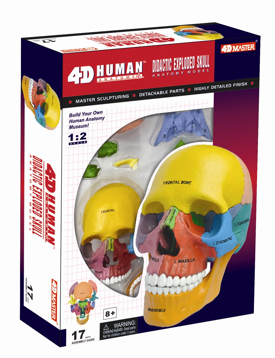One Color 4D Master 26086 Human Anatomy Exploded Skull Model 3D Puzzle 