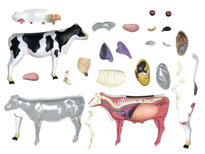 4D Vision Cow Anatomy Model Educational #26100 