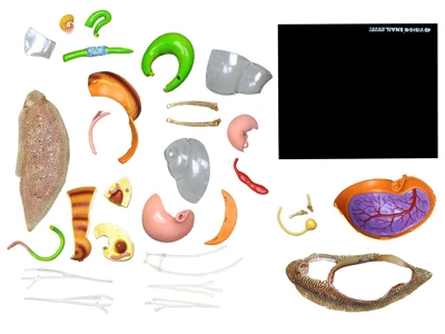 4D Vision Snail Anatomy Model