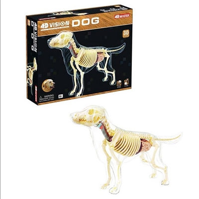 4D Vision Full Skeleton Dog Anatomy Model