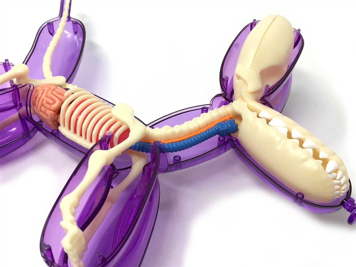 Purple Balloon Dog Funny Anatomy Model 