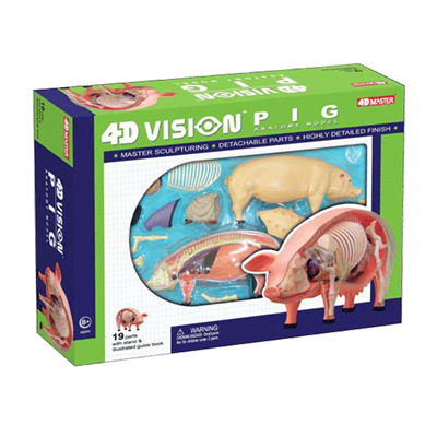 4D Vision Pig Anatomy Model